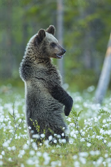 Brown bear (Ursus arctos ) standing upright in a bog with fruiting cotton grass