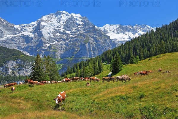 Mountain meadow with cows and the Jungfrau massif