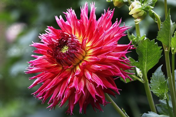 Deer antlers Dahlia cultivar Coriolla Furiosa (Dahlia cultivar Coriolla Furiosa)