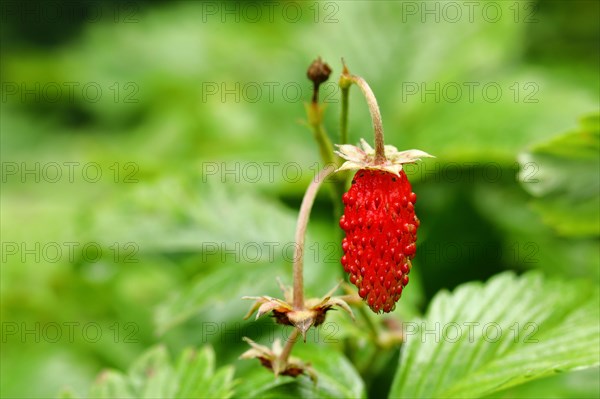 01_ (Fragaria vesca)