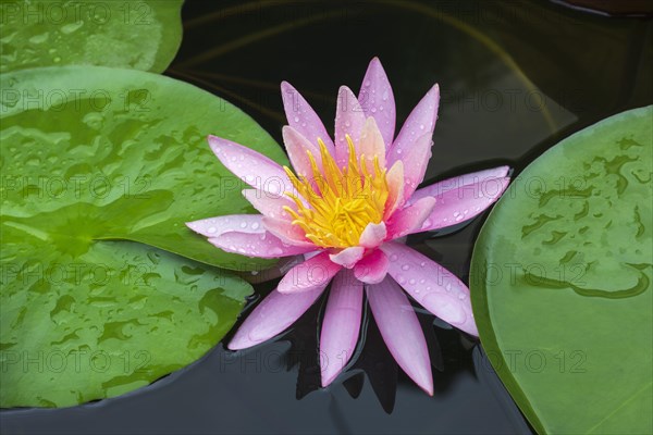 Pink water lily (Nymphaea)