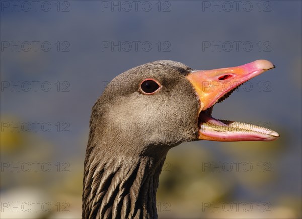 Greylag goose (Anser anser ) calling