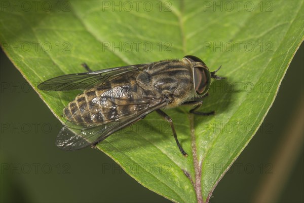 Common gadfly (Tabanus bromius) basking on a leaf