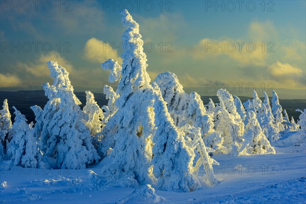 Snowy Spruces (Picea) on the Brocken in evening light
