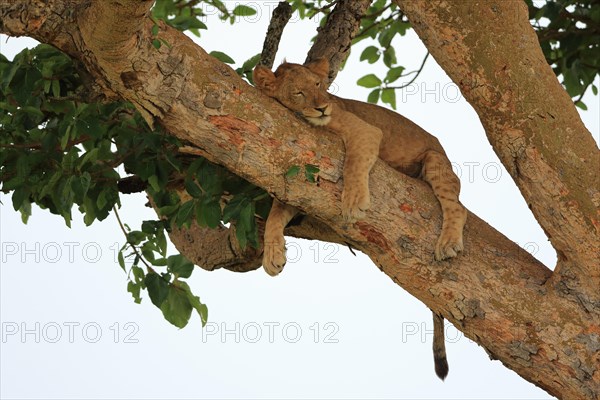 Lion (Panthera leo) lies in a tree