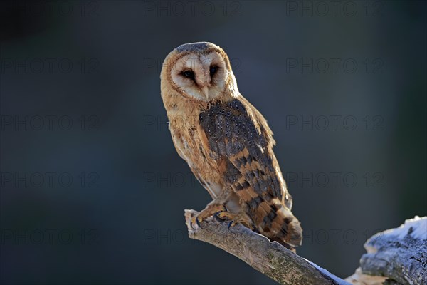 Common barn owl (Tyto alba)