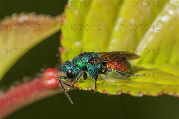 01_ (Chrysis trimaculata) on one sheet