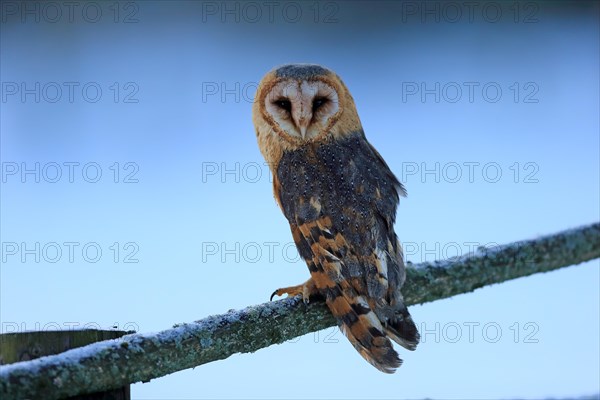 Common barn owl (Tyto alba)