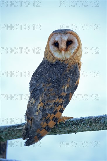 Common barn owl (Tyto alba)