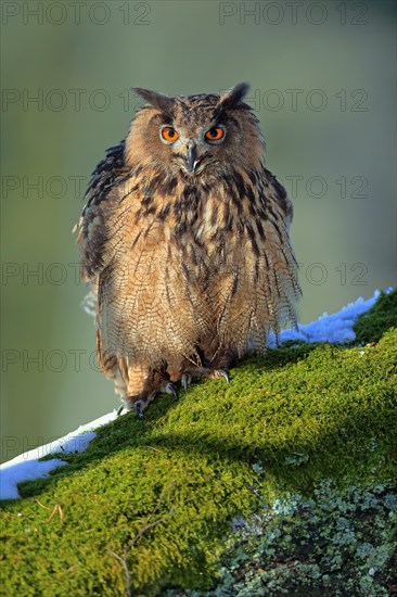 Eurasian eagle-owl (Bubo bubo)