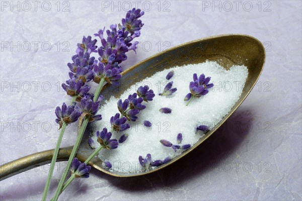 Lavender sugar in spoon and lavender flowers