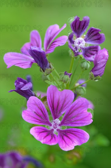 Flower of Common mallow (Malva sylvestris)