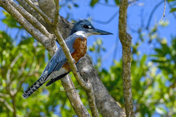 Ringed kingfisher (Megaceryle torquata)