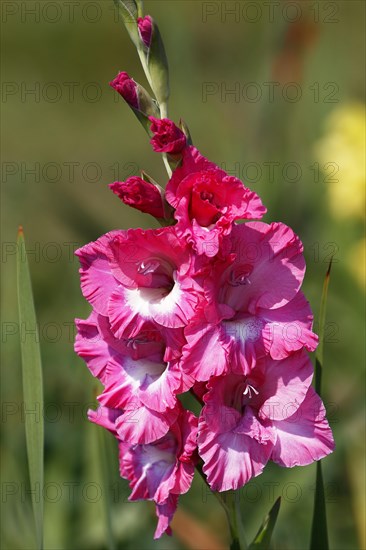 Pink flowering gladiolus (Gladiolus x hortulanus)