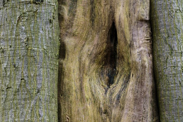 Beech (Fagus sylvatica) with old wood in the jungle Baumweg