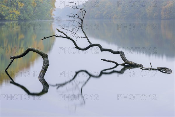 Supported tree in a lake in autumn