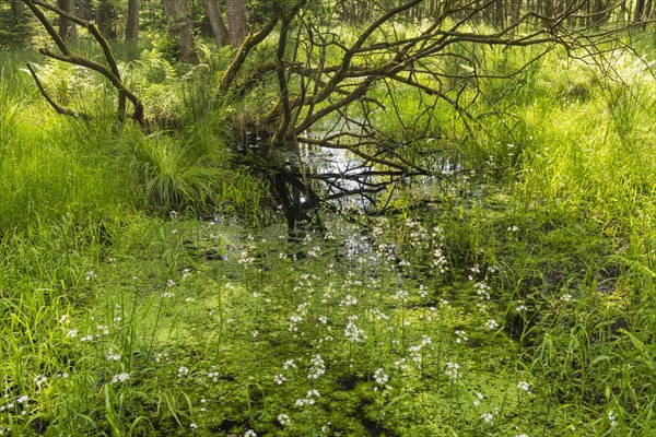 Flowering (Hottonia palustris) in a fen