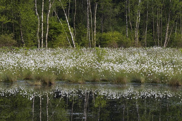 Fruchtendes (Eriophorum vaginatum) im Moor