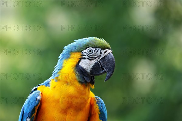 Blue and yellow macaw (Ara ararauna)