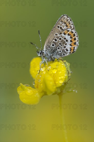 Geissklee-Blaeuling (Plebejus argus) in morning dew on (Lotus)