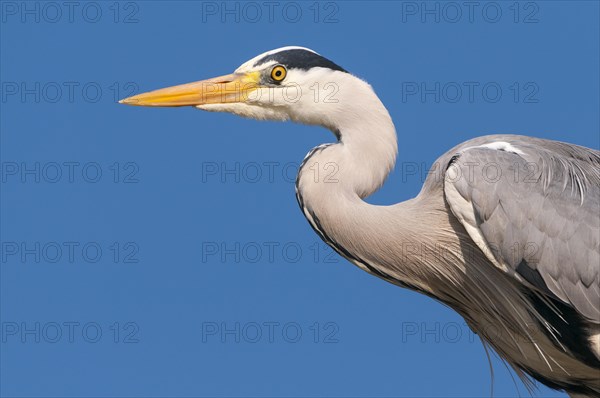 Portrait of one (Ardea cinerea) in front of a blue sky