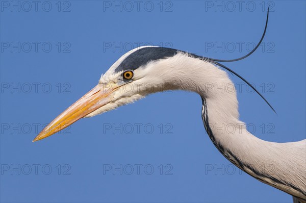 Portrait of one (Ardea cinerea) in front of a blue sky