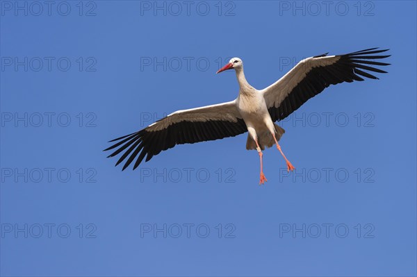 Flying (Ciconia ciconia) in front of blue sky