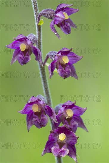 Dark red helleborine (Epipactis atrorubens )