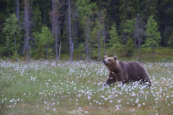 Brown bear (Ursus arctos) in a bog