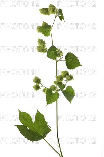 Common hopdolden on a branch (Humulus lupulus) on white background