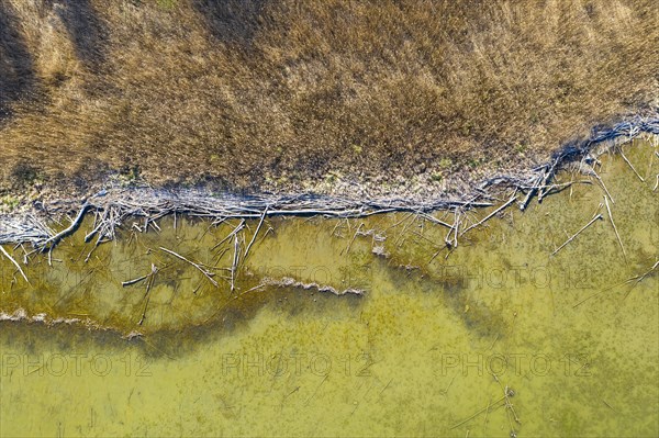 Reed belt and alluvial wood at Lake Ammer near Aidenried