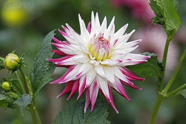 Semi-cactus Dahlia cultivar sorbet (Dahlia cultivar sorbet)