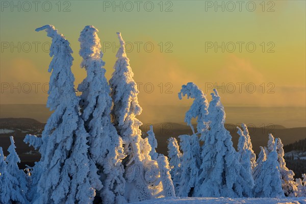 Snowy Spruces (Picea) on the Brocken in evening light