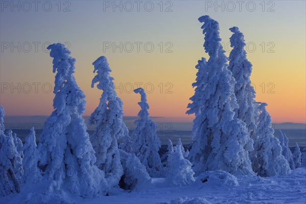 Snowy Spruces (Picea) on the winterly snowy chunk at sunset