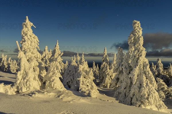 Snowy Spruces (Picea) on the winterly snow-covered Brocken