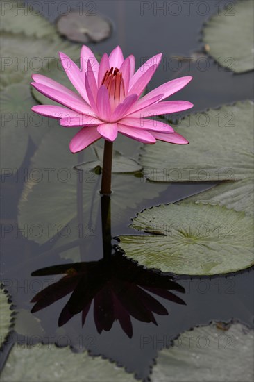 Giant water lilies (Nymphaea gigantea)