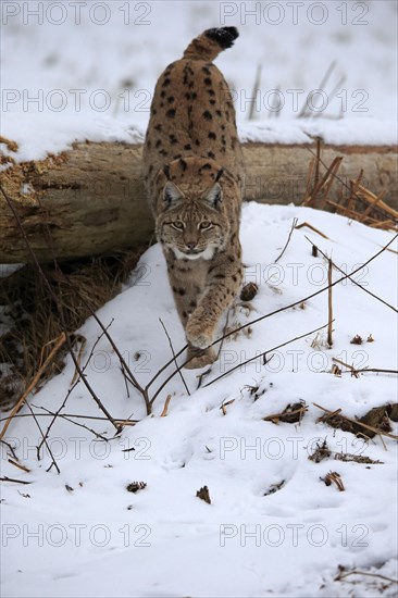 Carpathian Lynx (Lynx lynx carpathicus)