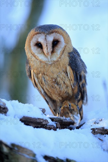 Common barn owl (Tyto alba)