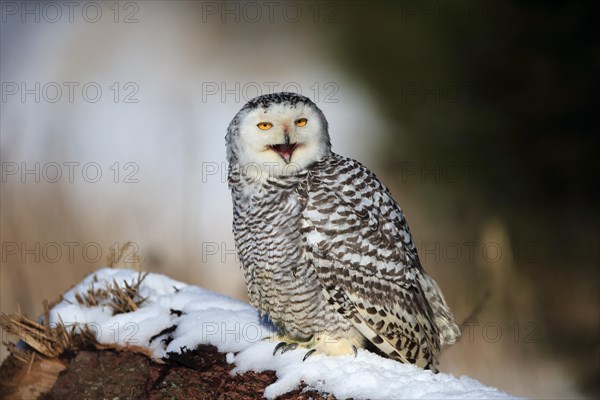 Snowy owl (Nyctea scandiaca)