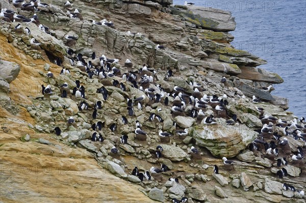 Southern Rockhopper Penguins (Eudyptes chrysocome)