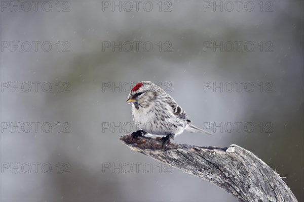 Common redpoll (Carduelis flammea )