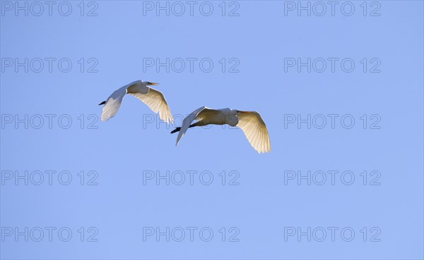 Great egret (Ardea alba )