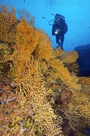 Diver and yellow Mediterranean gorgonian (Eunicella cavolinii)