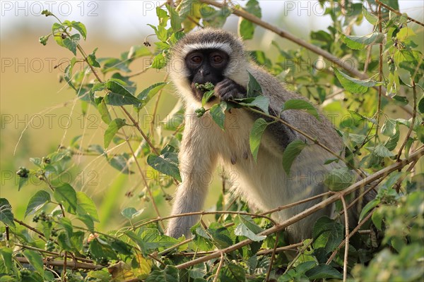 Vervet Monkey (Chlorocebus pygerythrus)