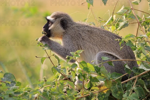 Vervet Monkey (Chlorocebus pygerythrus)