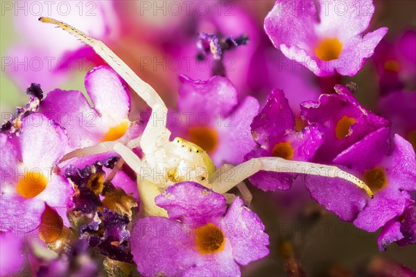 Goldenrod crab spider (Misumena vatia) waiting for (Buddleja davidii)