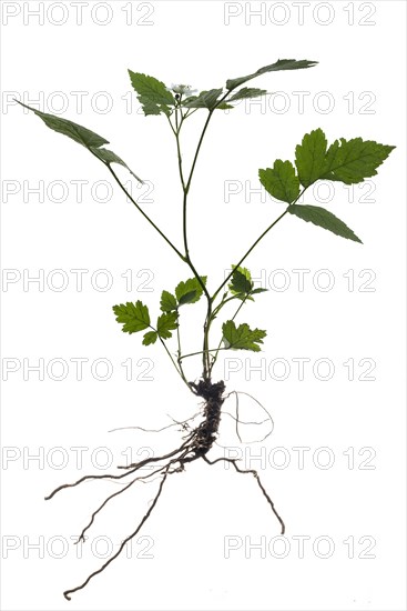 Flowering (Rubus caesius) on white background