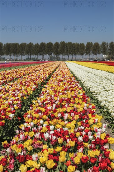 Tulip fields in spring