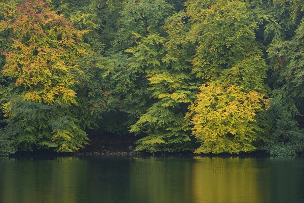 Autumnally coloured trees on the lakeside of the Schmalen Luzin