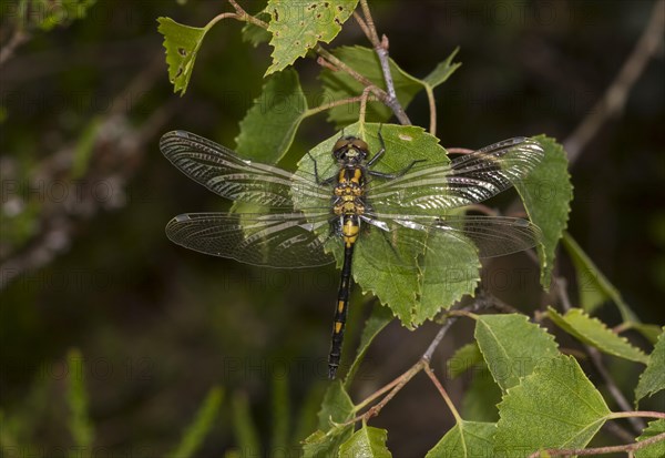 Female White-faced darter (Leucorrhinia dubia)